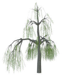 Weeping Willow Tree Model - Poser and DAZ Studio Format