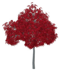 Red Japanese Maple Tree Model - Poser and DAZ Studio Format