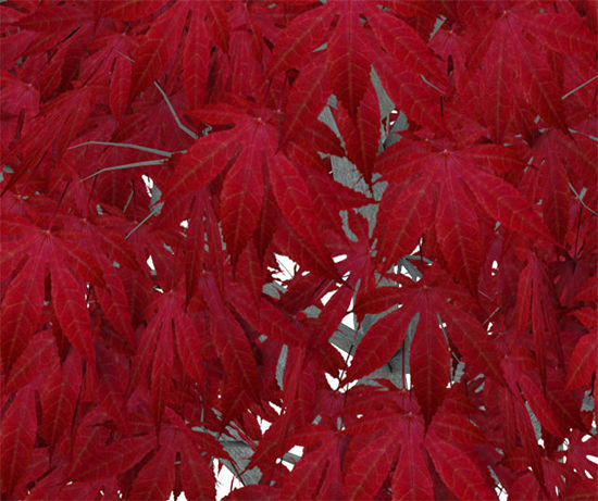 Picture of Red Japanese Maple Tree Model - Poser and DAZ Studio Format
