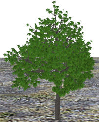 Large Maple Tree Model - Poser and DAZ Studio Format