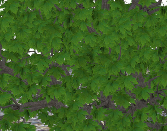 Picture of Large Maple Tree Model - Poser and DAZ Studio Format