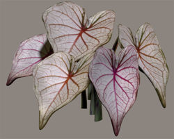 Candy Cane Palladium Plant Model