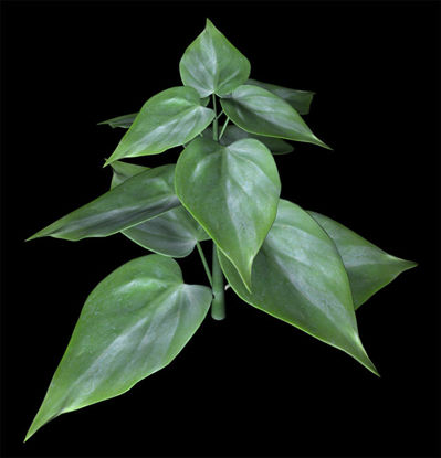 Picture of Philodendron House Plant Model