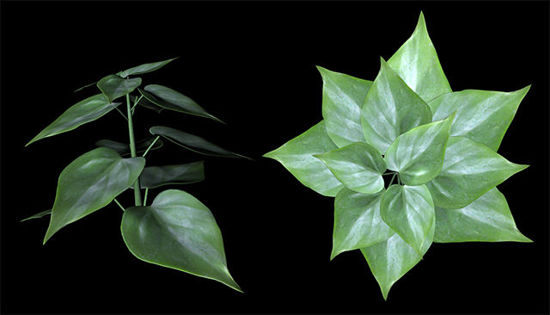 Picture of Philodendron House Plant Model