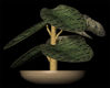 Picture of Potted House Plant Model