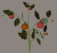 Picture of Tomato Plant Prop