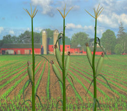 Corn Plant Models