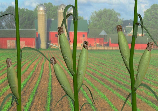 Picture of Corn Plant Models