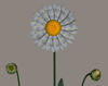 Picture of Daisy Plant Models