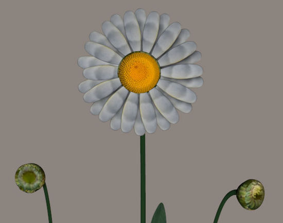 Picture of Daisy Plant Models