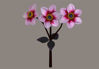 Picture of Pink Dahlia Plant Model