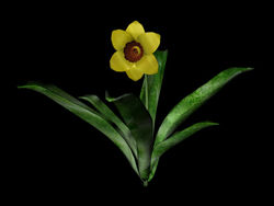 Daffodil Plant Prop