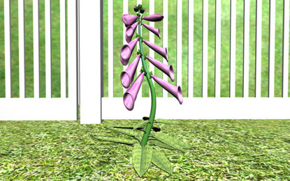 Picture of Foxglove Plant Model