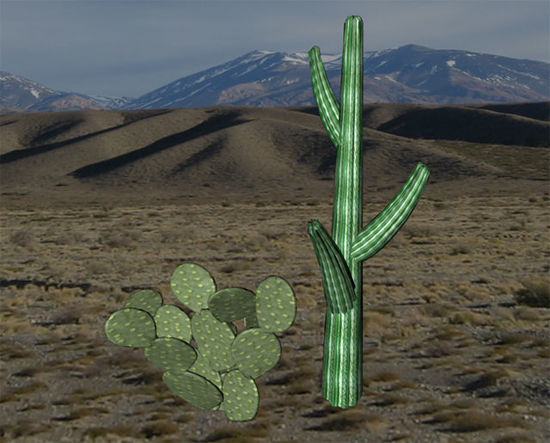 Picture of Cactus Plant Models