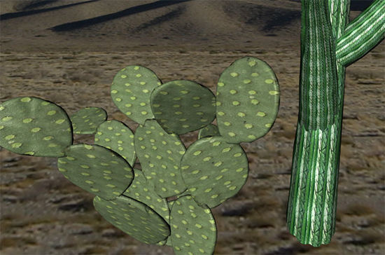 Picture of Cactus Plant Models