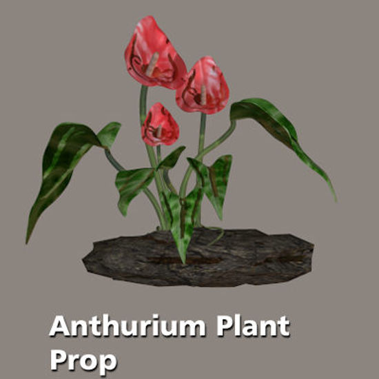 Picture of Anthurium Plant Prop