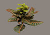 Picture of Multicolor Ficus Plant Model
