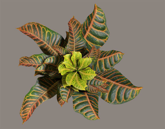 Picture of Multicolor Ficus Plant Model