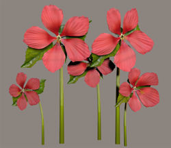 Red Star Hibiscus Plant Model