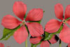 Picture of Red Star Hibiscus Plant Model