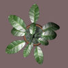 Picture of Ficus House Plant Prop