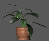 Picture of Ficus House Plant Prop