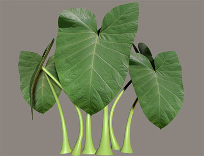 Picture of Elephant Ear Plant Prop