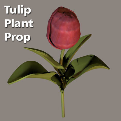 Picture of Tulip Plant Prop