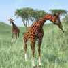 Animated Giraffa Reticulated giraffe figure and sub-species character set for Poser Software
